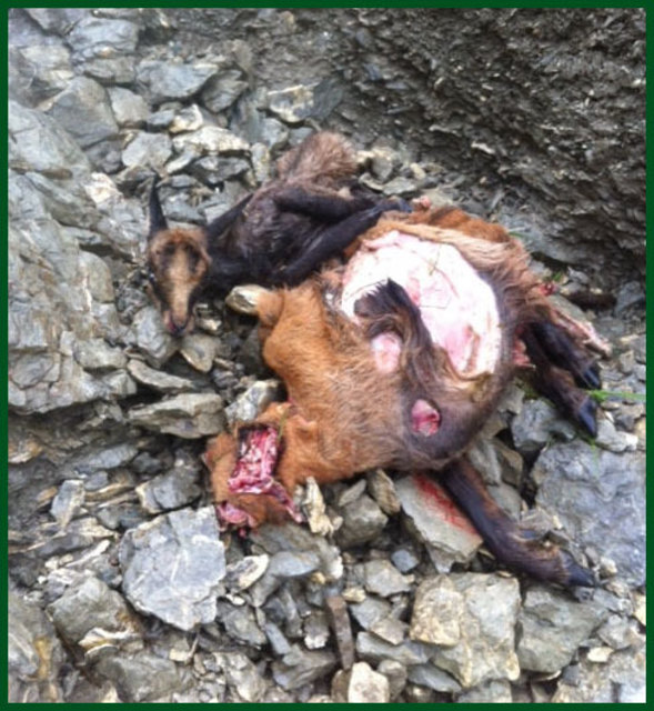 Foto vom Kadaver (Gamsgeis und Kitz) im Trinkwasser-Gerinne. | Foto: www.dietiwag.org