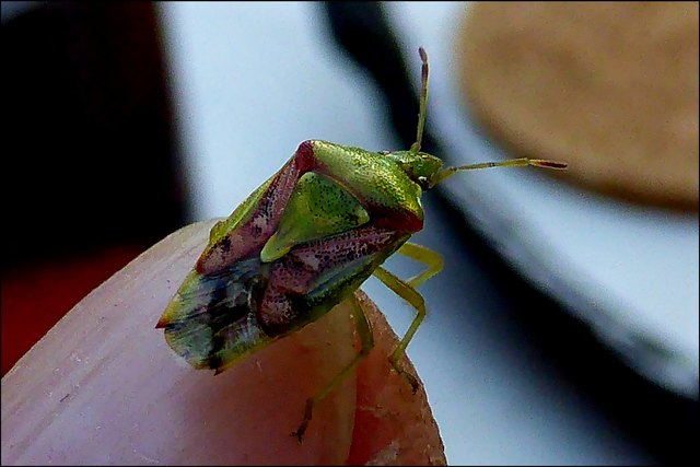 Ist mir heute im Garten begegnet: eine Wanze mit der hübschen, aber treffenden Bezeichnung 'Buntrock'