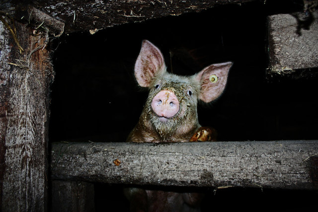 Kein Mensch geht heit vors Haus --- also bleib i a drinnen..... | Foto: Bildergalerie