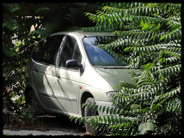 Eingewachsen und verwachsen