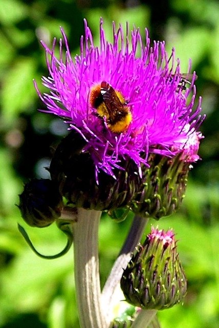 Die Distel wohnt - eigentlich überall. Zur Freude der Insekten.