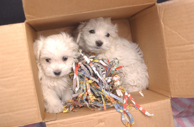 Selten gelingt es, Welpenschmuggler zu fassen. (im Bild: junge Hunde, die aus Slowenien nach Westösterreich gebracht werden sollten) | Foto: Franz Neumayr