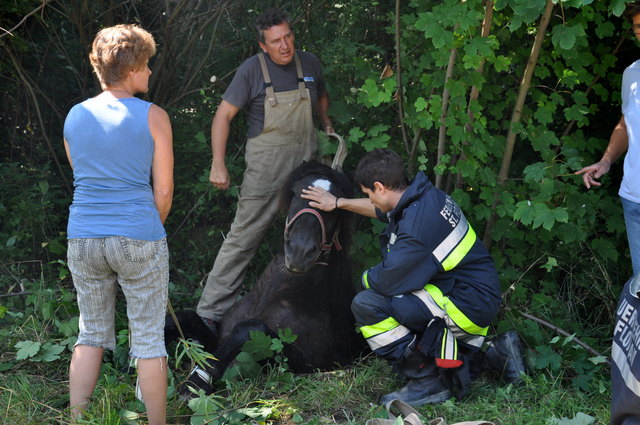 Die Feuerwehrmänner beruhigen das verängstigte Tier. | Foto: Feuerwehr St.Florian