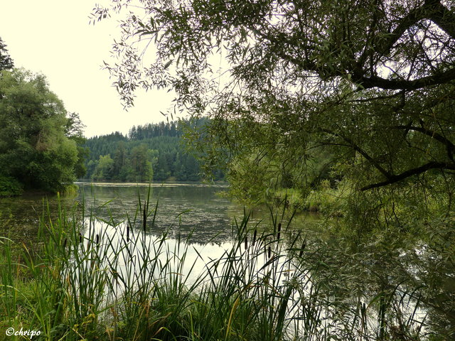 Moosburger Teiche Ottakring