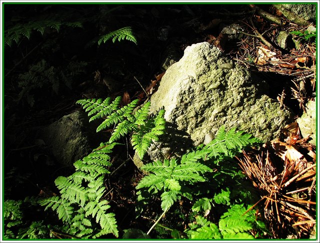 erfreut ganz kurz mein Auge...