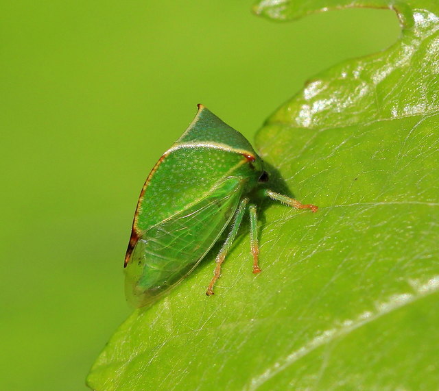 Zikaden Thema auf meinbezirk.at