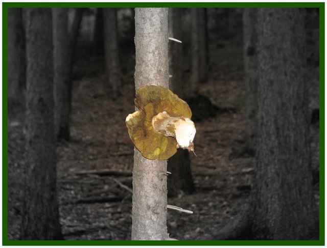 ZUM  SCHWAMMERLPLATZL - die Wanderwege sind ja sehr dürftig markiert, umso besser aber die Pilzplatzln! Danke an den Erfinder!