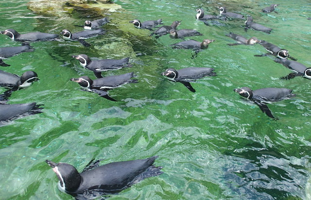 Humboldt-Pinguine in ihrem Element