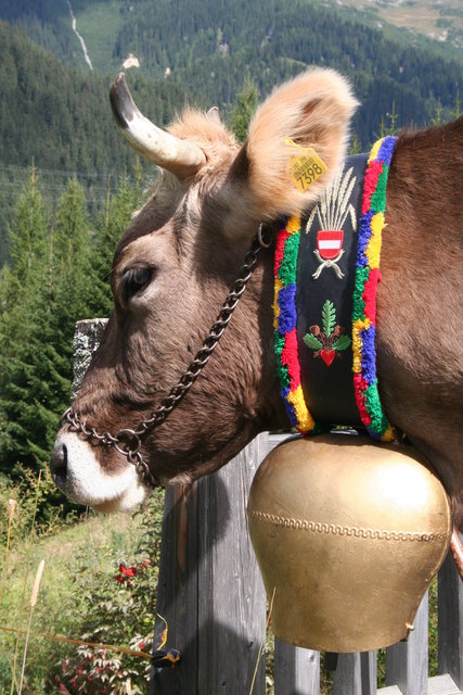 Diesen tollen Almabtriebs Schnappschuss hat unsere Regionautin Lea Jehle veröffentlicht. | Foto: Lea Jehle