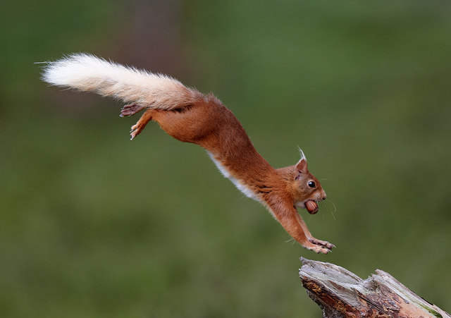 Austin Thomas_England_A squirrel landing | Foto: Trierenberg