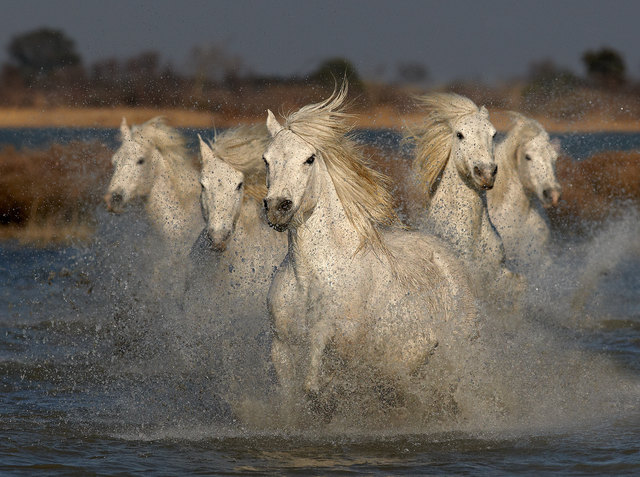 Austin Thomas_England_Five go mad in Camargues | Foto: Trierenberg