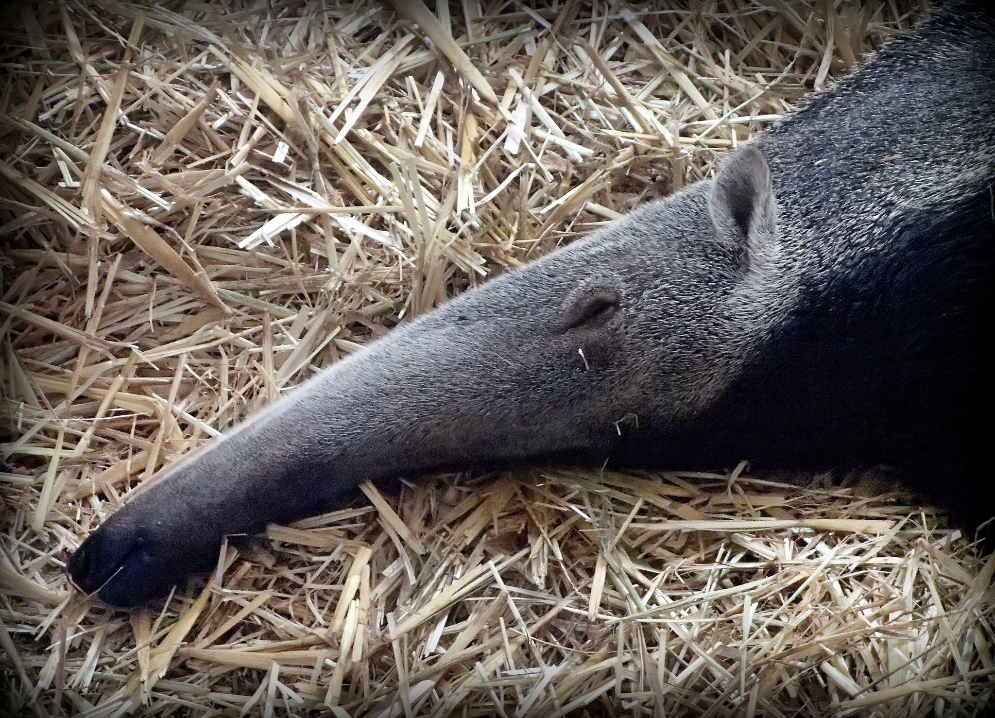 Hab' ich aber eine lange Nase... - Hollabrunn