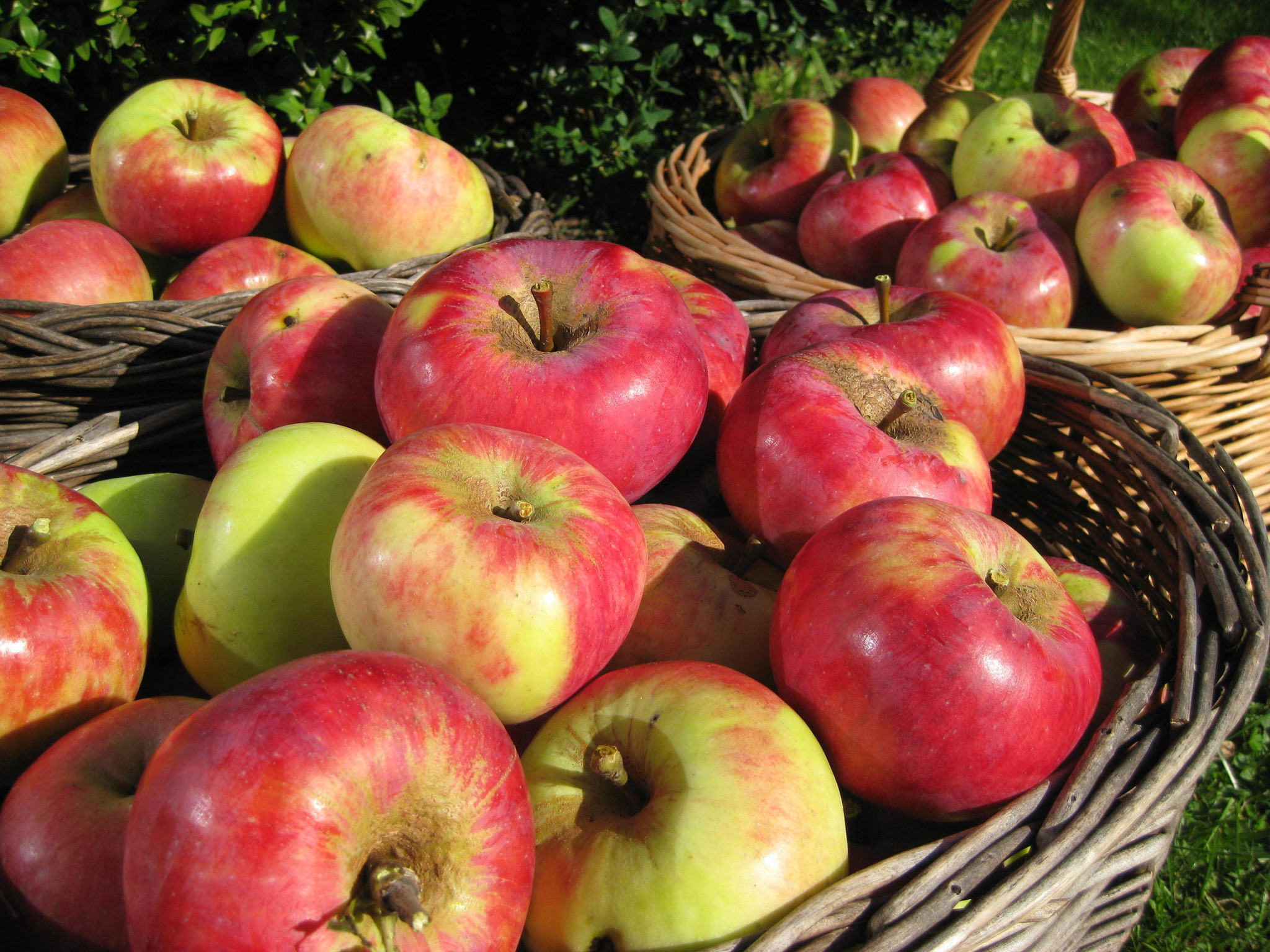 herbstzeit-erntezeit-kitzb-hel