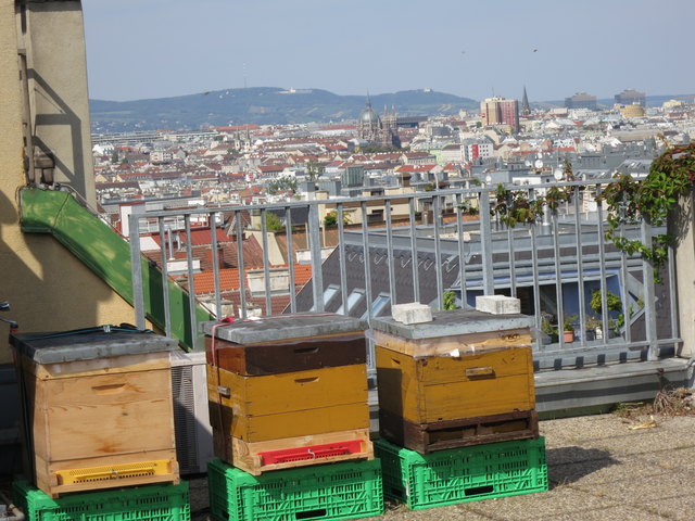 Bienen haben Aussicht