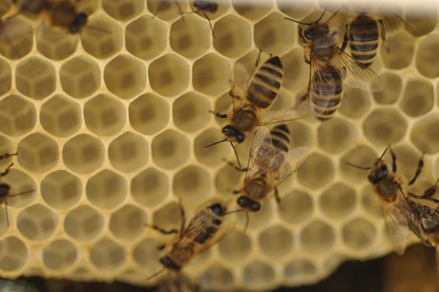Bienen auf ganz neuen Waben