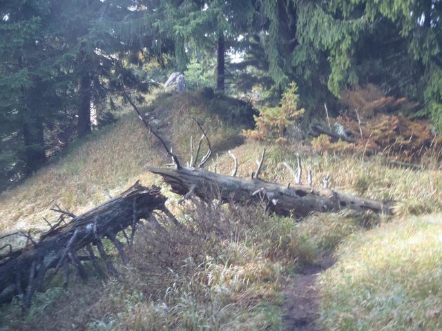 Weg zwischen Öhler und Schober