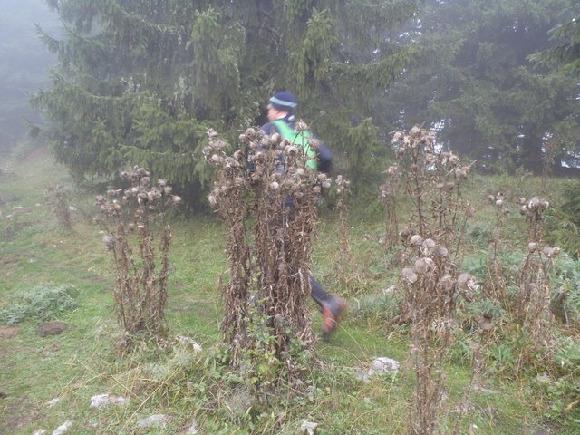 Im Distelwald