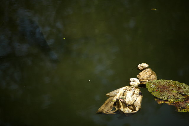 Hoffentlich schwimmen die Fische in der Alten Donau nicht bald mit dem Bauch oben. | Foto: Pilz