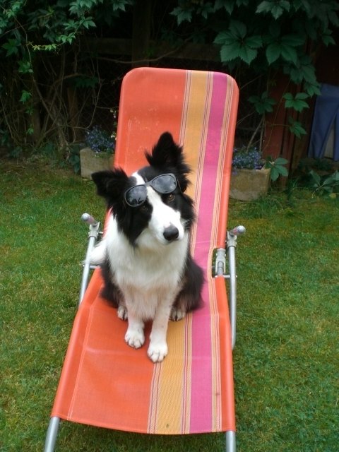 Nun ist er bald vorbei, der Sommer. Gipsy genießt hier noch die letzten Sommer-Sonnen-Strahlen.