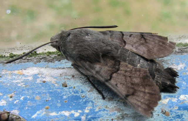 Im Stadel habe ich dieses erschöpfte Taubenschwänzchen entdeckt. Es war nicht so schwer zu fotografieren, wie in der Flugphase;-) Natürlich habe ich es dann behutsam eingefangen und in die Freiheit entlassen.