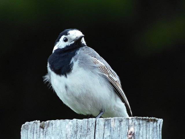Jetzt wird`s Zeit..., dachte sich diese Bachstelze und machte sich sogleich auf den Weg gen Süden