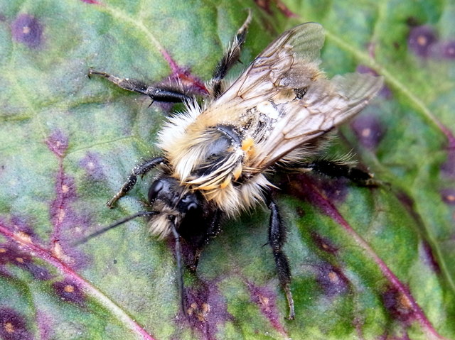 Patschnass ist diese Hummel, anscheinend hat sie den Regenschauer unterschätzt ;-)