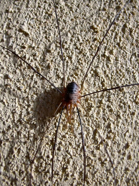 ... wirkt sein Schatten... dabei sonnte er sich bloß- heute an meinem Fenster entdeckt...
