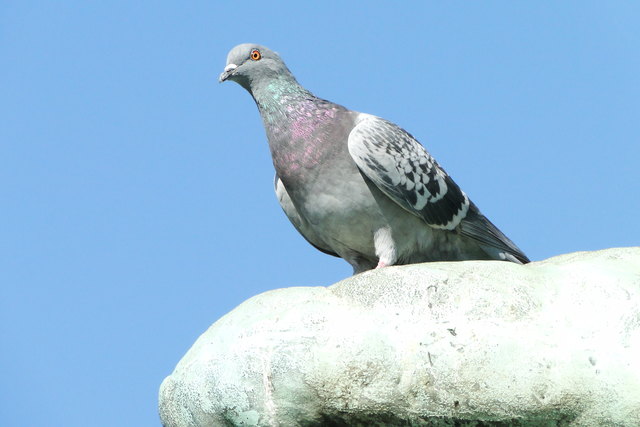 Blinder Passagier hat offene Augen