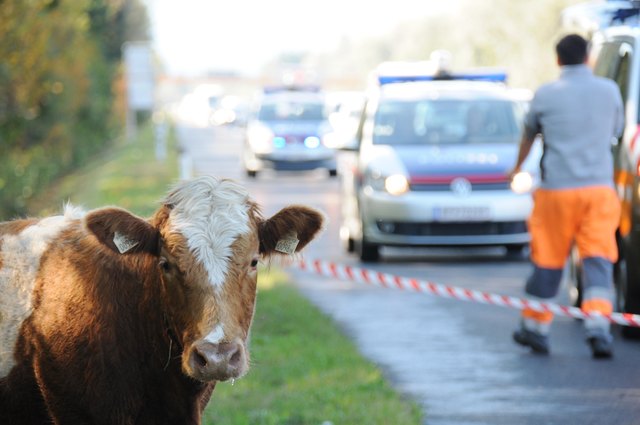 Eine ausgerissene Kuh sorgte für einen Polizeieinsatz auf der Autobahn. | Foto: ZOOM-Tirol