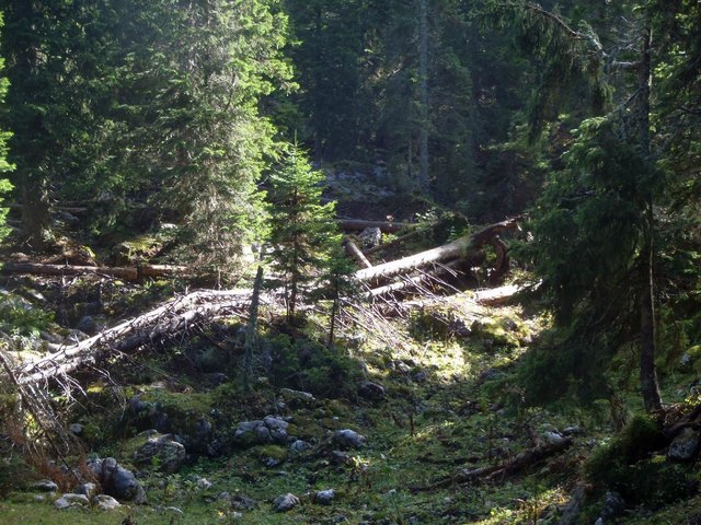 Schneeberg-Urwald