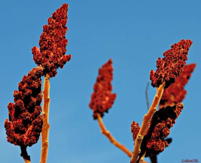 Wer kennt diese Schönheit;-))