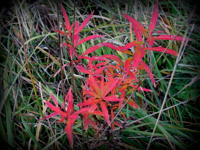 ......gibts noch genug in der Natur.
