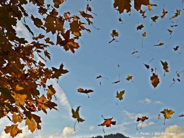 Wie hoch ein Baum auch sein mag, seine Blätter fallen doch zur Erde