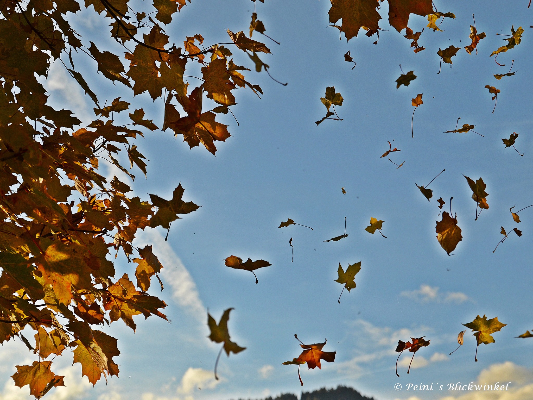 Wie hoch ein Baum auch sein mag, seine Blätter fallen doch zur Erde ...