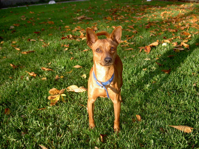 Joker ist ein zwei Jahre alter Zwergpinscher. | Foto: Tierheim
