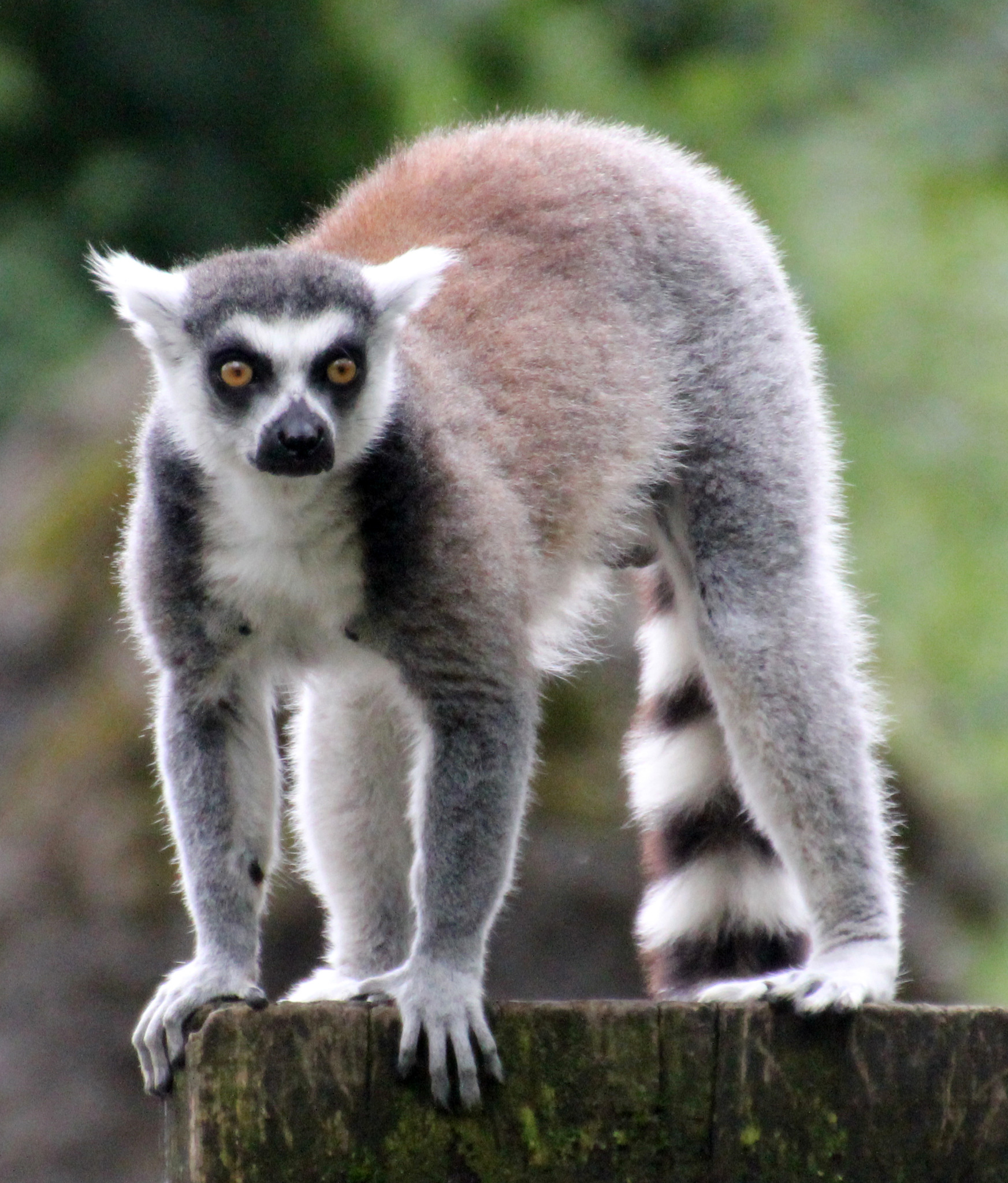 Yangi yubkalarda katta dumba Yangi yubkalarda katta dumba