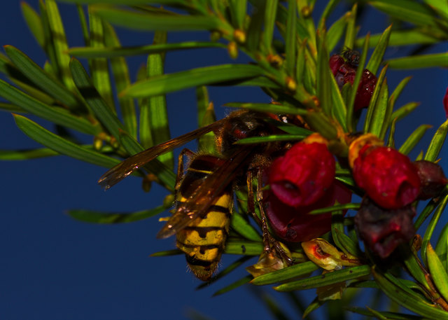 Ein letzter Festschmaus bei Traumwetter.