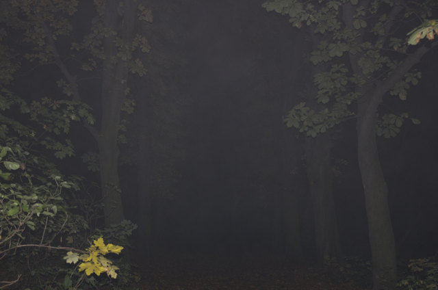 Bereits nach wenigen Metern in den Wald geschritten kam Gänsehautstimmung auf. Was lauert wohl hinter diesen Bäumen?