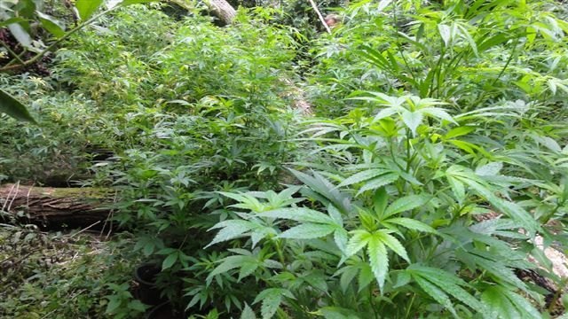 Mit Cannabis hat ein Bursch aus dem Tullner Bezirk im Gymnasium in Krems gehandelt. | Foto: Symbolfoto: LPD NÖ