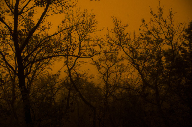 Obwohl die Äste nur mehr karg und dürr sind, kann man doch die Stadt dahinter nicht erkennen, der Nebel hat sie scheinbar verschwinden lassen.