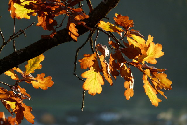 Von unserem Regionauten Hermann Heinz haben wir diesen schönen Herbst-Schnappschuss erhalten. | Foto: Hermann Heinz