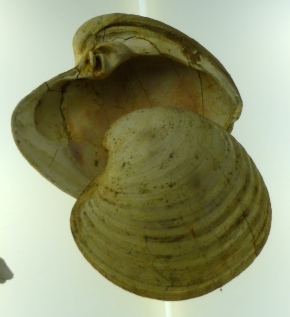 Miesmuschel