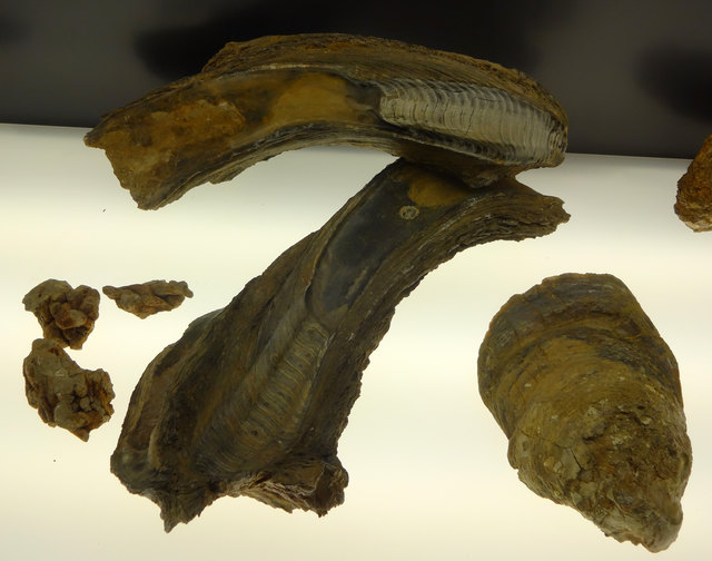Riesen-Austern-Fossilien