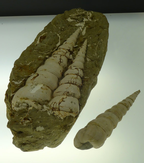 Trilobiten-Fossilien