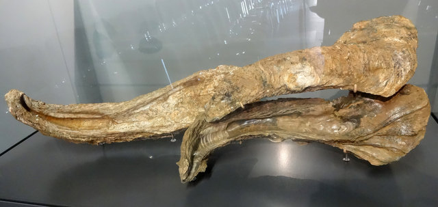 Riesenaustern-Fossilien (Größe ca. 50-70 cm!)