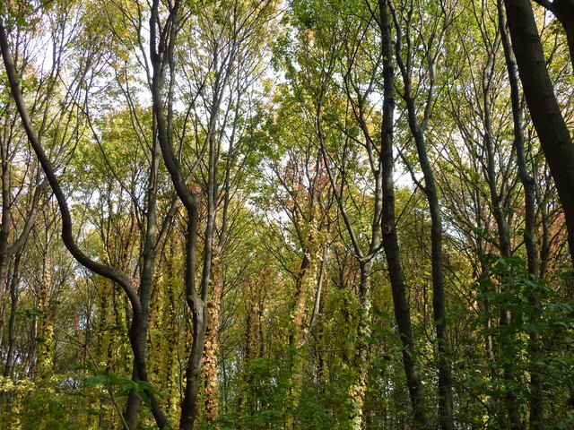 Ein Spaziergang im Grünen bringt doch die beste Entspannung.