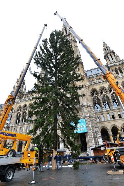 20 Mann waren nötig um den grünen Riesen aufzustellen | Foto: wien.gv.at