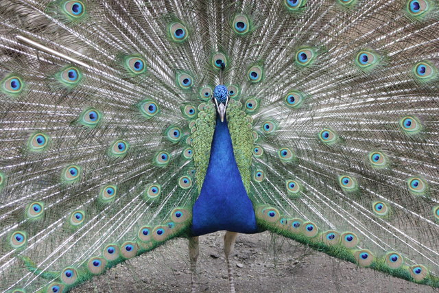 Foto: Hannelore Zibar