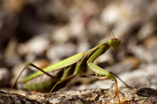 Foto: Alexander Bartek