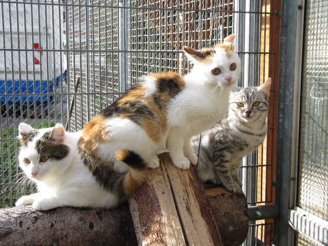 Die verwilderten Katzen sind sehr scheu. | Foto: Tierheim Linz
